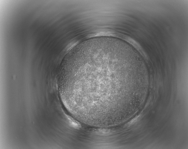 X0000066971241200603311441