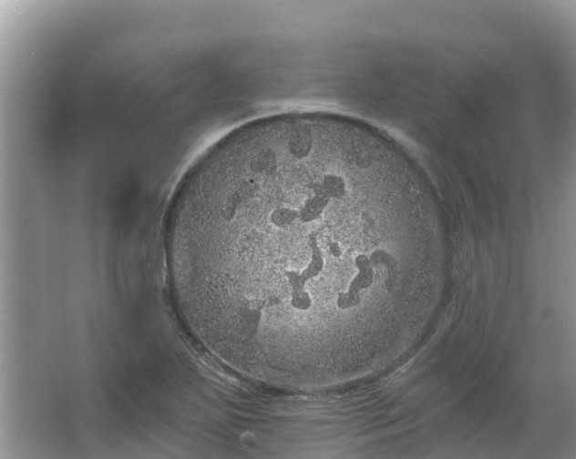 X0000066971271200603311440