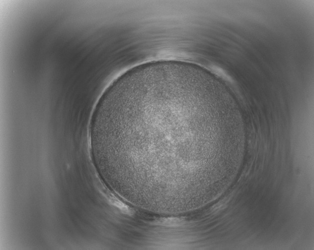 X0000066971280200603311440