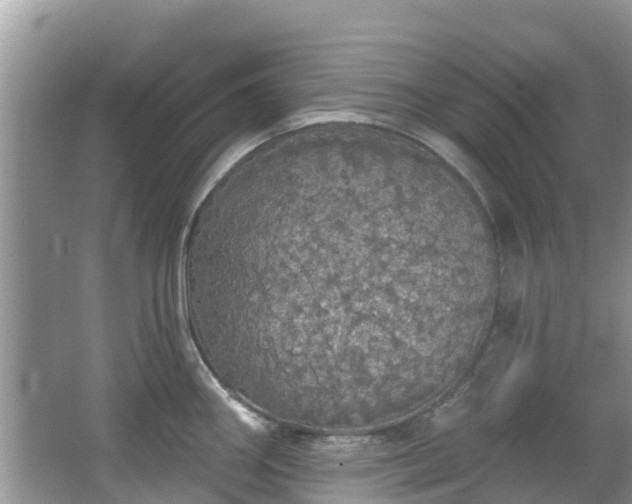 X0000066971290200603311439