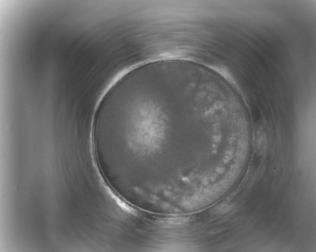 X0000066971294200603311439