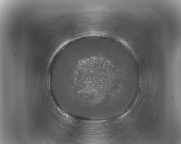 X0000066971310200603311439