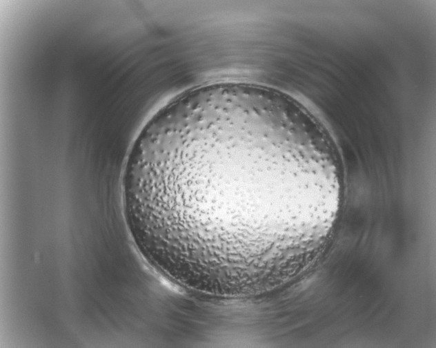 X0000066971341200603311439