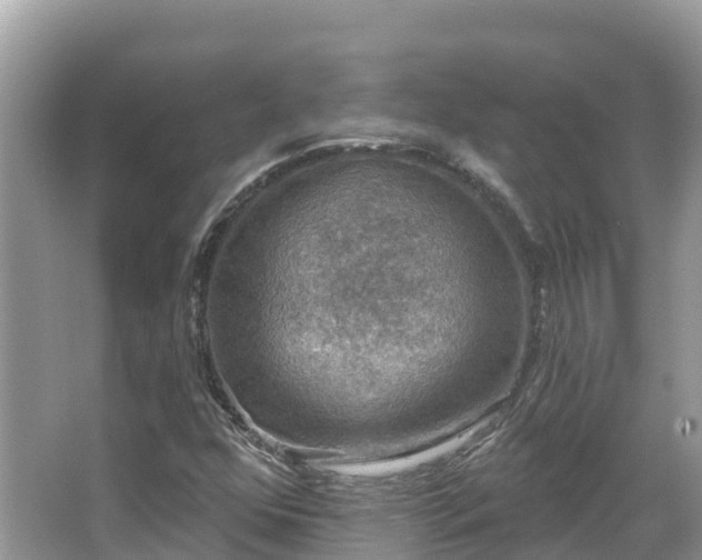 X0000066971352200603311438