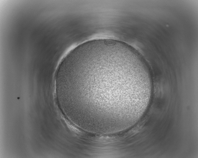 X0000066971366200603311438