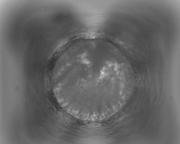 X0000066971446200603311437