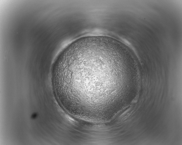 X0000066971464200603311436