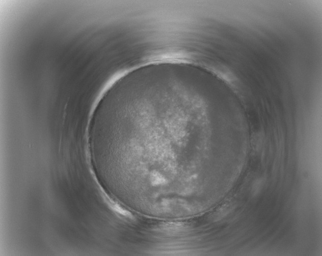 X0000066971470200603311436