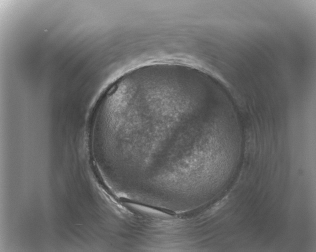 X0000066971506200603311435