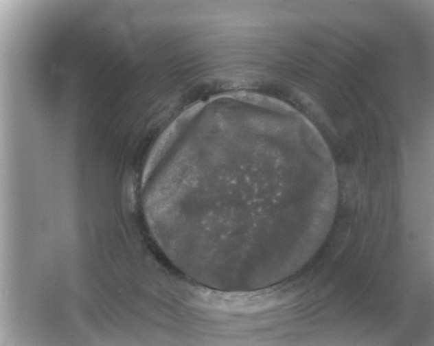 X0000066970026200604072042