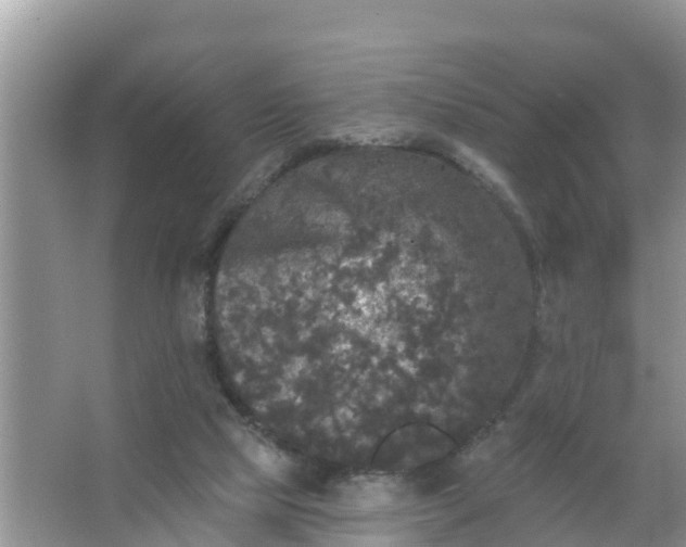 X0000066970065200604072041