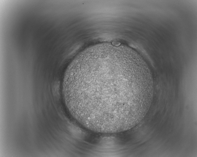 X0000066970066200604072041