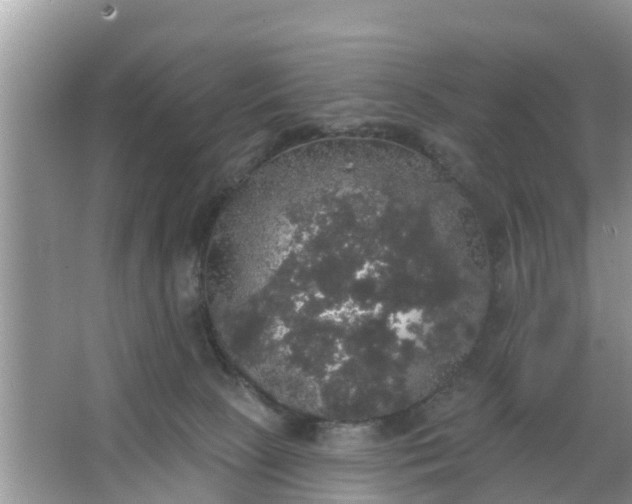 X0000066970081200604072041