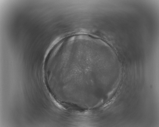 X0000066970102200604072041