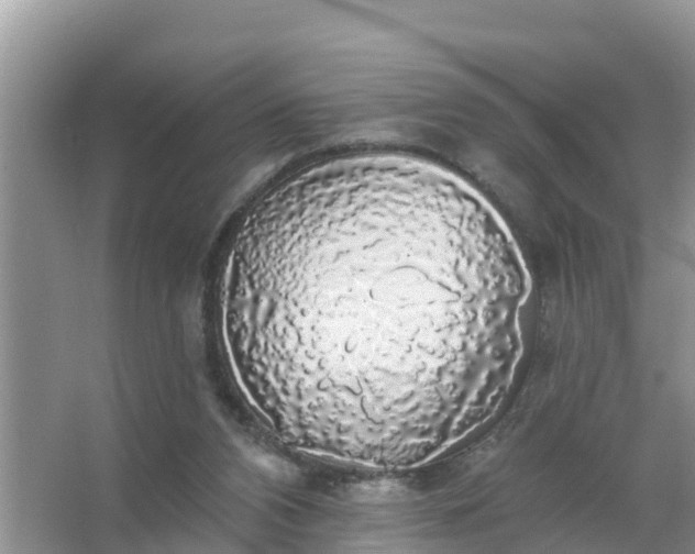 X0000066970112200604072040