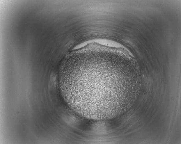 X0000066970123200604072040