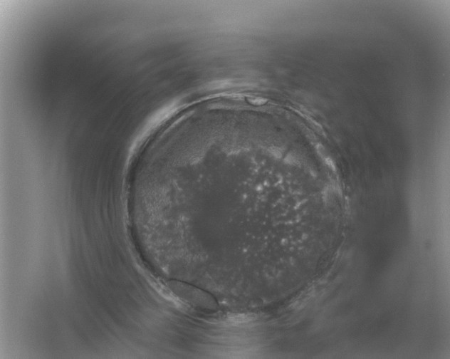 X0000066970149200604072039