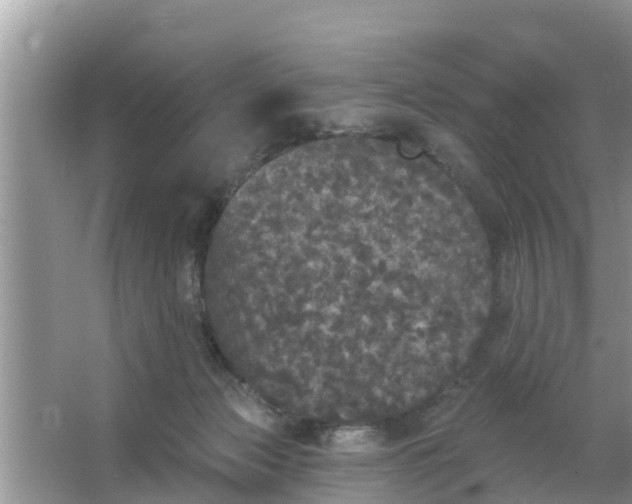 X0000066970173200604072040