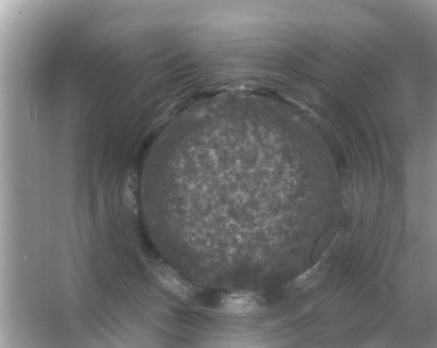 X0000066970175200604072040