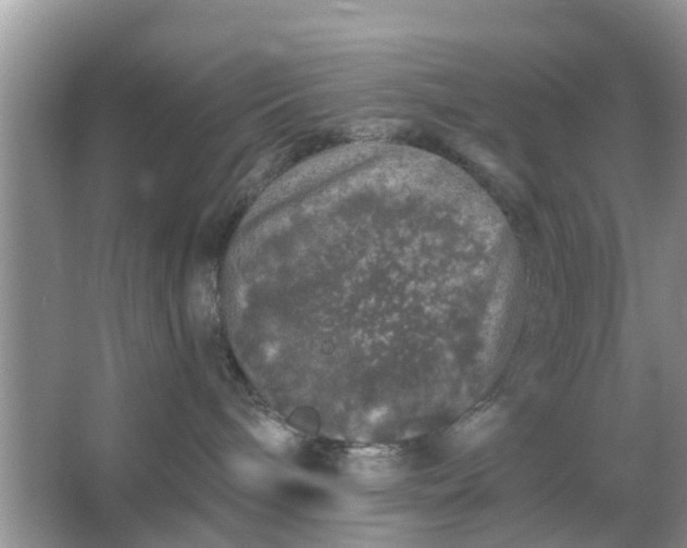 X0000066970240200604072038