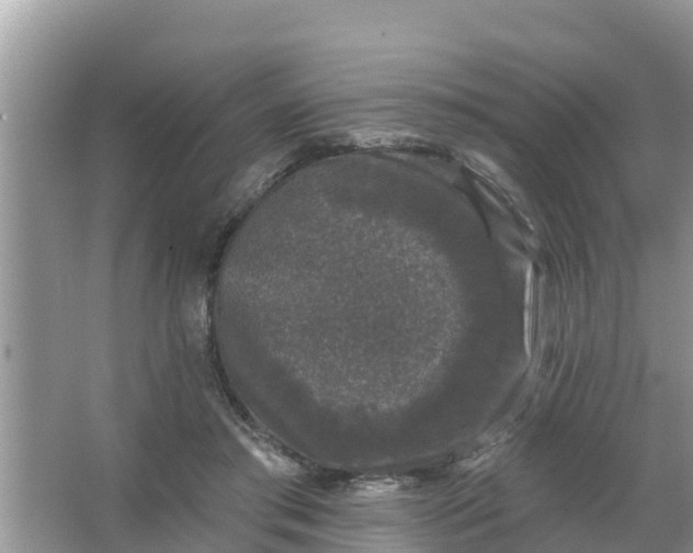 X0000066970405200604072036