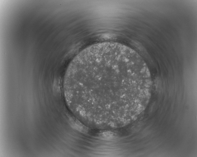 X0000066970423200604072035