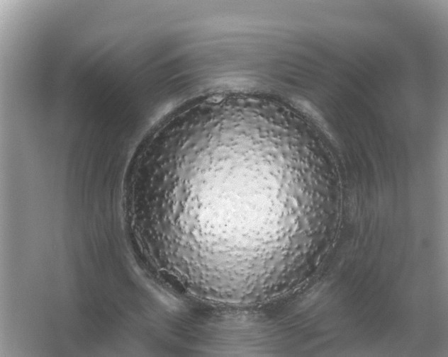 X0000066970439200604072034