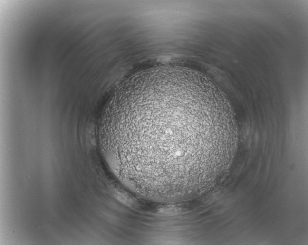 X0000066970470200604072035