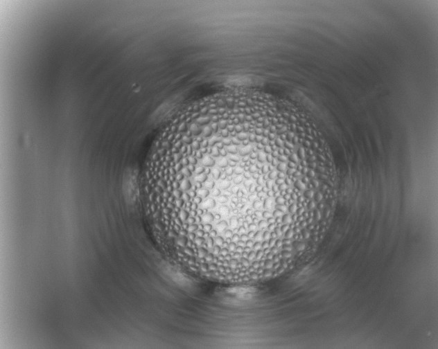 X0000066970478200604072035