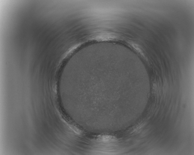 X0000066970539200604072033