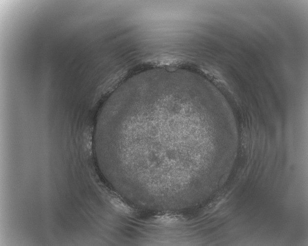 X0000066970545200604072033