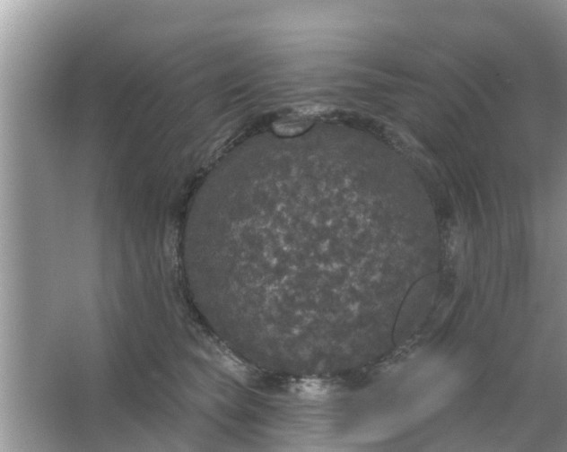 X0000066970565200604072033