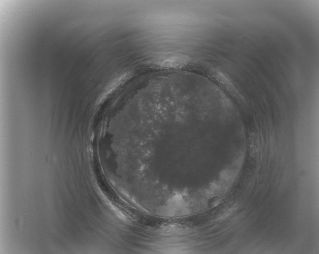 X0000066970634200604072031