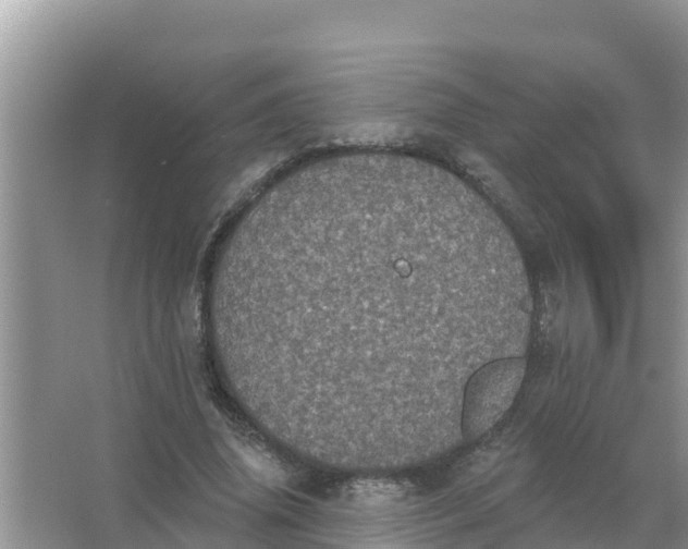 X0000066970636200604072031