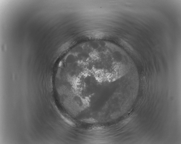 X0000066970638200604072031