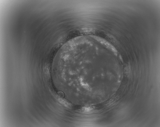 X0000066970662200604072032