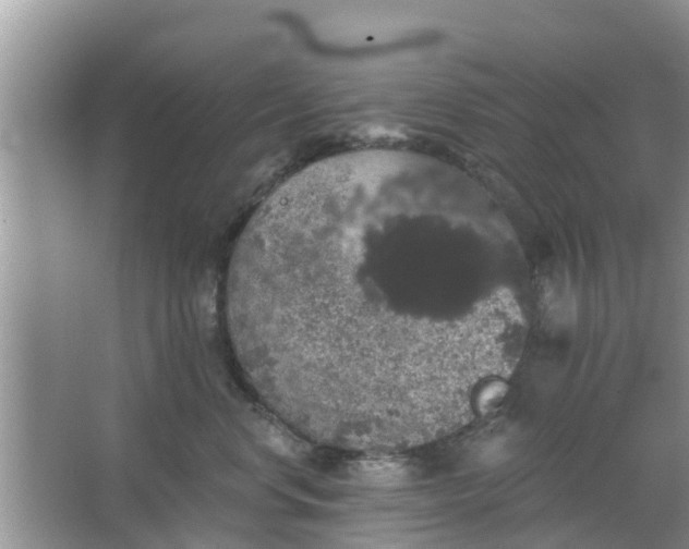 X0000066970668200604072032