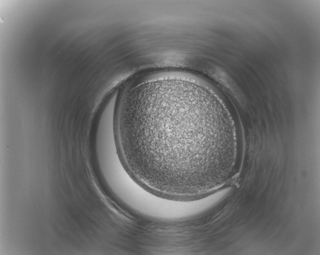 X0000066970677200604072031