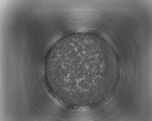 X0000066970683200604072031