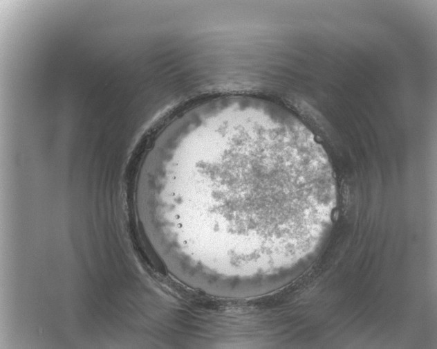 X0000066970684200604072031