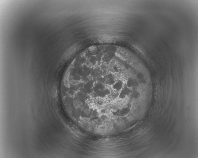 X0000066970687200604072031