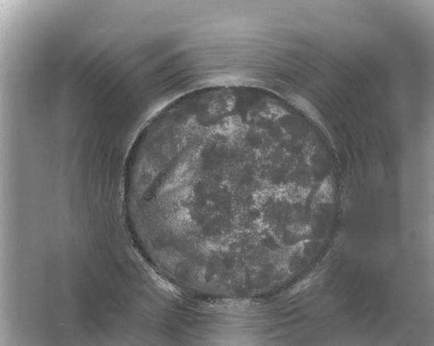 X0000066970831200604072028