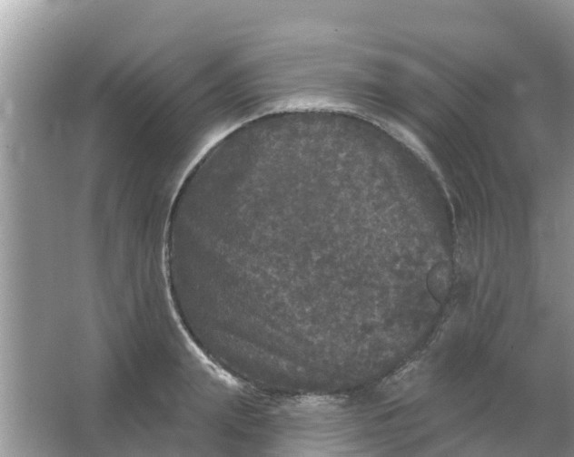 X0000066970847200604072028