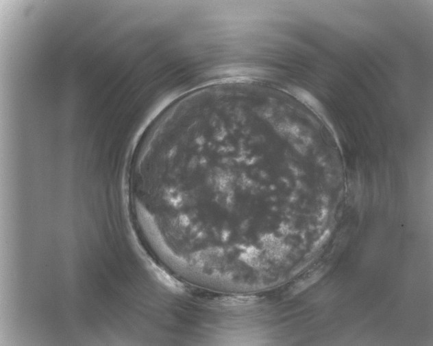 X0000066970859200604072028