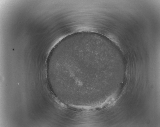 X0000066970877200604072027