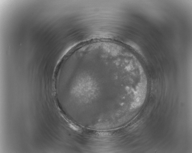 X0000066970878200604072027