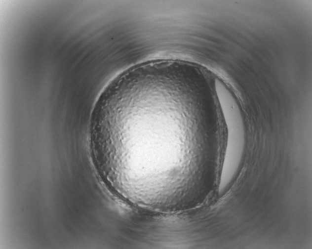 X0000066970896200604072027