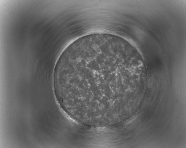 X0000066970903200604072027