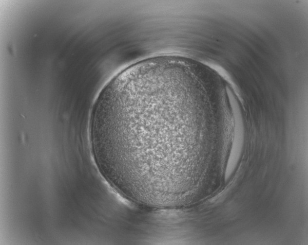 X0000066970910200604072027