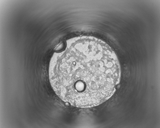 X0000066970918200604072026